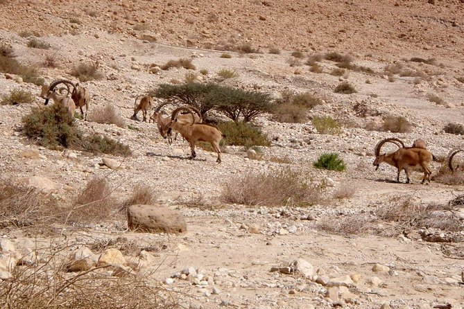 4WD Masada Ein Gedi Judea desert Dead Sea adventure 4x4 Tour. - Who will get the most from this day?