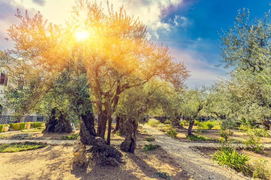 Amazing Private Family Tour in Jerusalem - Key points to know before booking