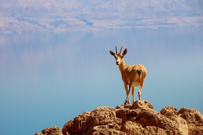 Desert Safari and Dead Sea Day Trip from Jerusalem - Two hours beside the Dead Sea