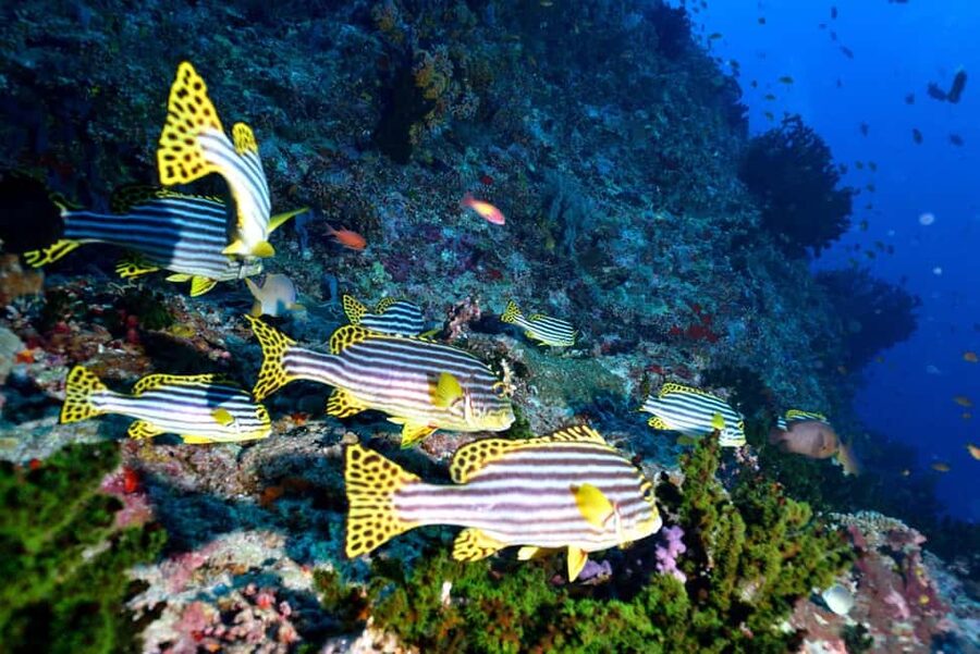 Eilat: Intro to Diving with Certified Instructor - Who should book this Eilat activity?