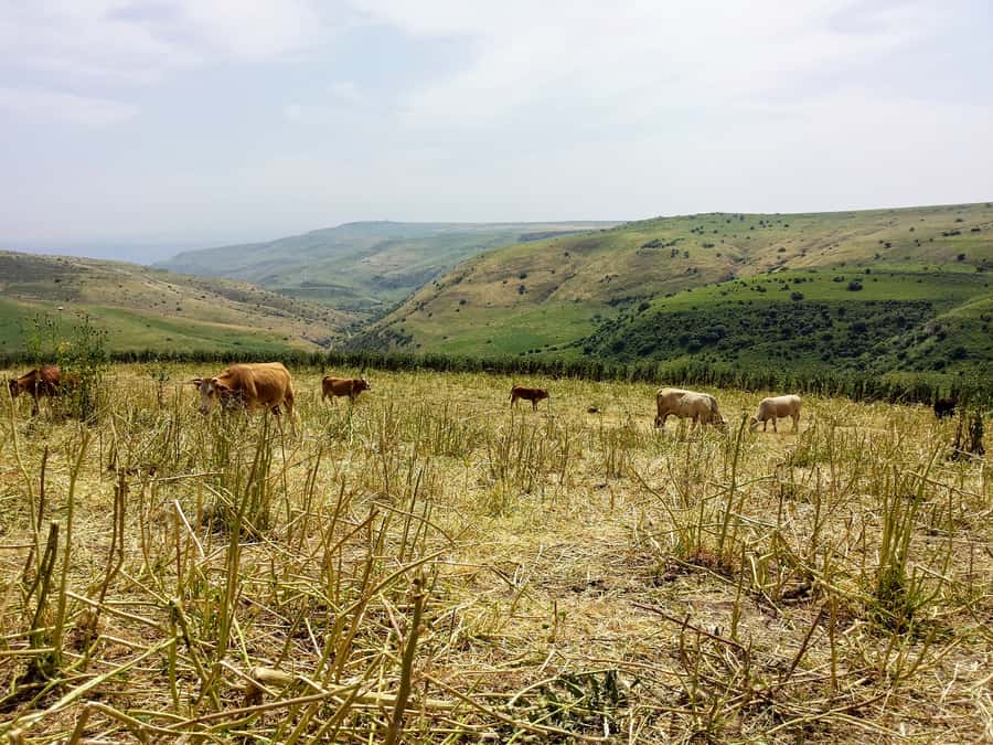 From Jerusalem: Day Trip to Golan Heights and Mount Bental - Why the Golan Heights makes a worthwhile day trip