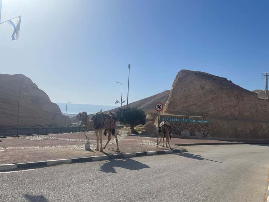 From Jlm : Masada Dead Sea Small Group Tour INCL. ENTRY FEES - Timing, comfort, and what to pack