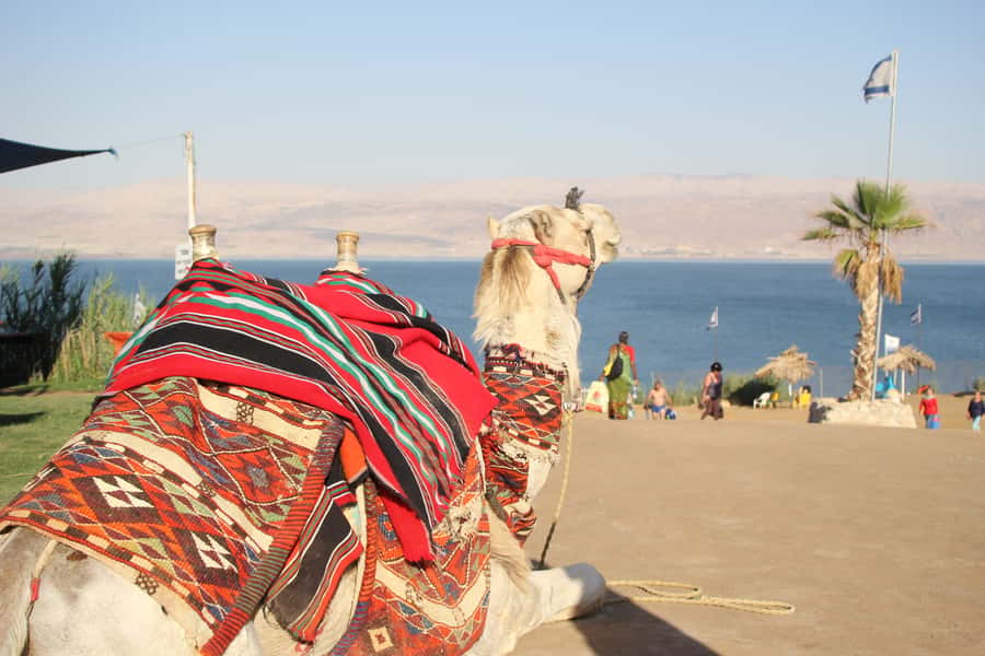 From Tel Aviv: Dead Sea Self-Guided Chill-Out Day Trip - Arriving at the Dead Sea shore