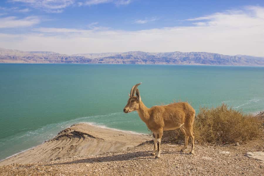 From Tel Aviv: Dead Sea Visit & Desert Safari - What the $160 price gets you