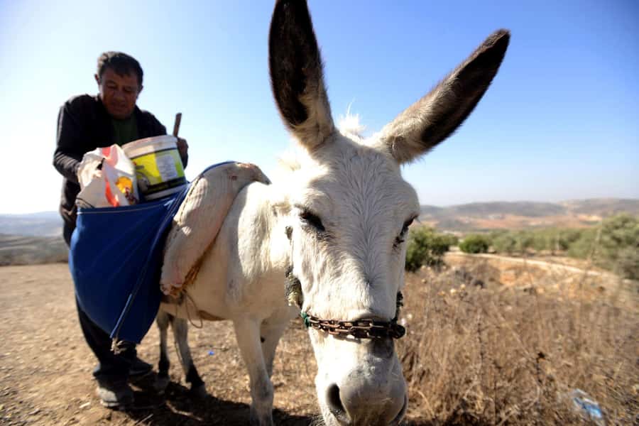 From Tel Aviv: West Bank Day Tour - Guide quality makes or breaks the day