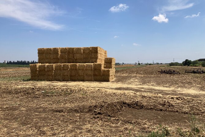 Fully Inclusive The Israeli Kibbutz Experience - Seeing a working dairy farm