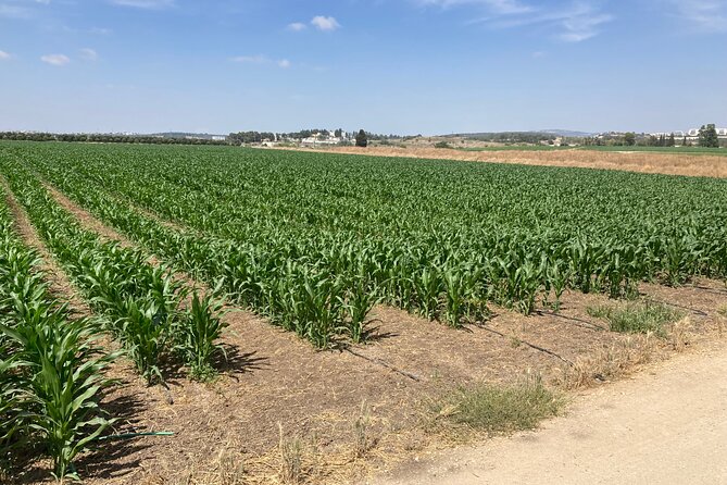 Fully Inclusive The Israeli Kibbutz Experience - What the private format adds