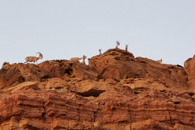 In Depth Introduction of the Ramon Crater - Entering the crater by private all-terrain vehicle