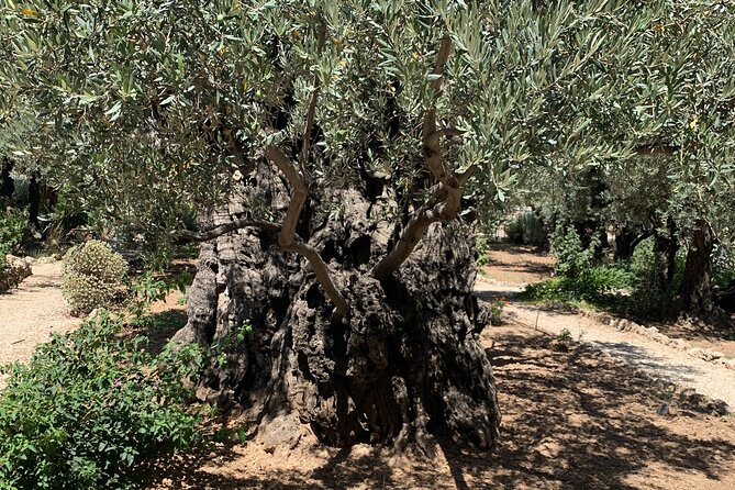 In The Footsteps of Jesus Day Tour - Dguide Self Guiding App - Starting above Jerusalem at the Mount of Olives