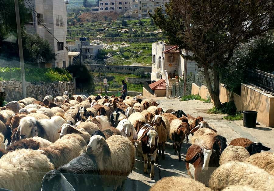 Jerusalem, Bethlehem, & Dead Sea Private Tour - Key points to know before booking