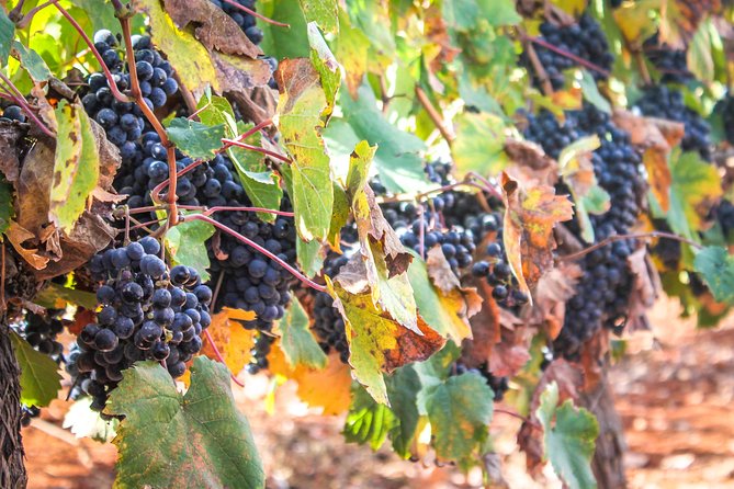 kosher Israel wine tour - Why this Jerusalem wine day feels different