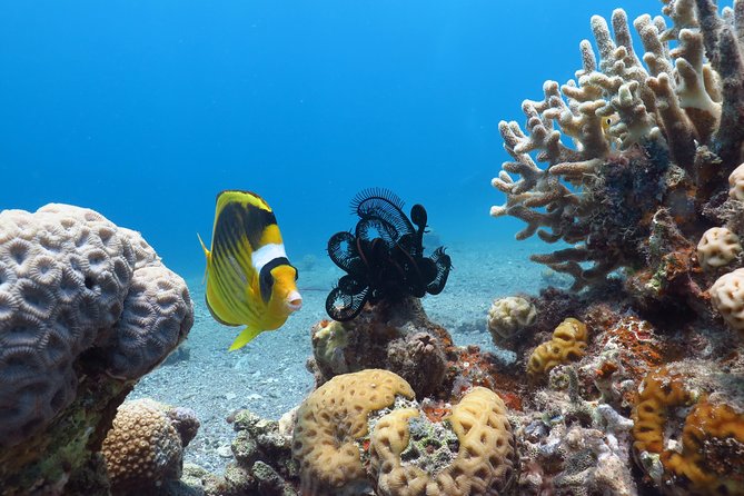 PADI Open Water Diver Course - 5 Days Scuba Diving - Theory, video, and the safety foundation