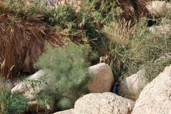 Private Day Tour in Masada and the Dead Sea - The guide can shape the day