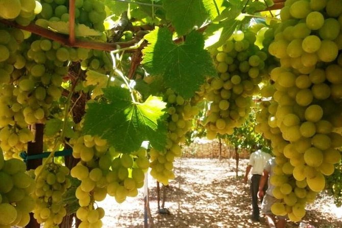 Private Israeli Wines Tour of the Central Israel - Key points before you book