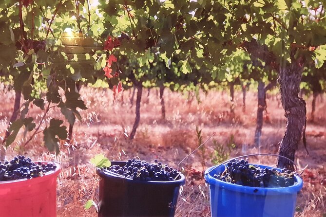 Private Israeli Wines Tour of the Central Israel - The value of a private guide named Levi