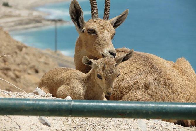 Private Tour: Dead Sea and Masada - Why a private guide changes the day
