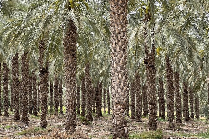 Private Tour to Nazareth & Sea of Galilee & Jordan River Yardenit - Exclusive - Guides, families, and the human side of the day