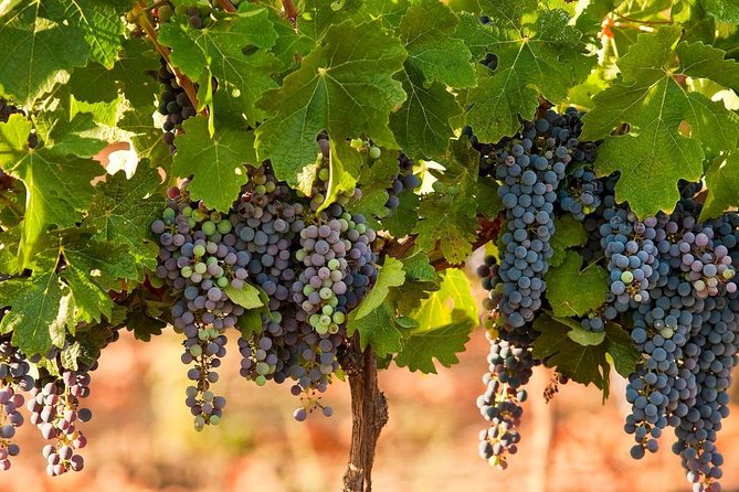 Private wine tour of Northern Israel - Zichron Yaakov and the Carmel wine area
