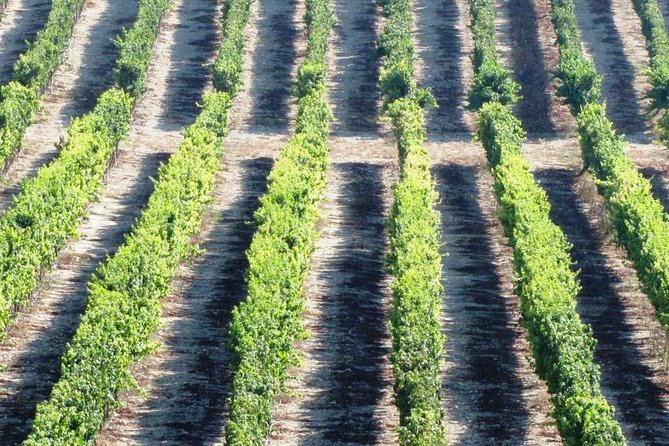 Private wine tour of Northern Israel - Lunch, purchases, and the real final cost