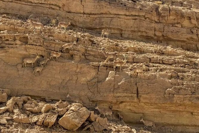 Ramon Crater Jeep Tour from Mitzpe Ramon - Mount Gvanim and the big first view