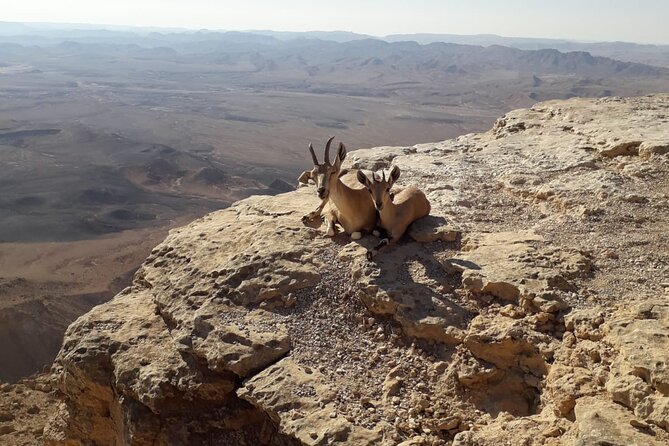 Rappelling Down the Ramon Crater Cliff - Is Two Hours Enough?