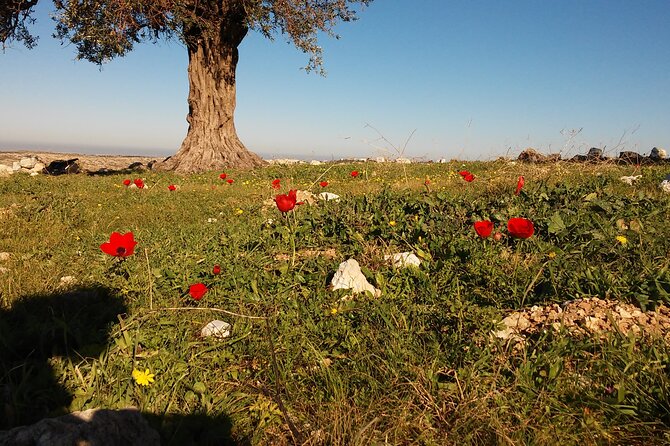 shiloh & shomron privat tour - From Anatot to Nahal Prat