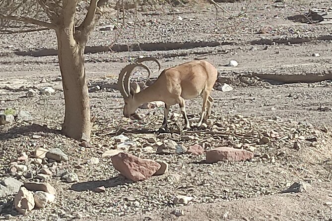 Timna park Jeep tour adventure - King Solomon’s Mine and the copper story