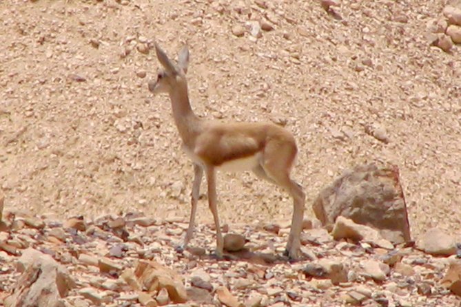 Two hour guided jeep tour in to and around the Ramon crater - What the $275 group price really means