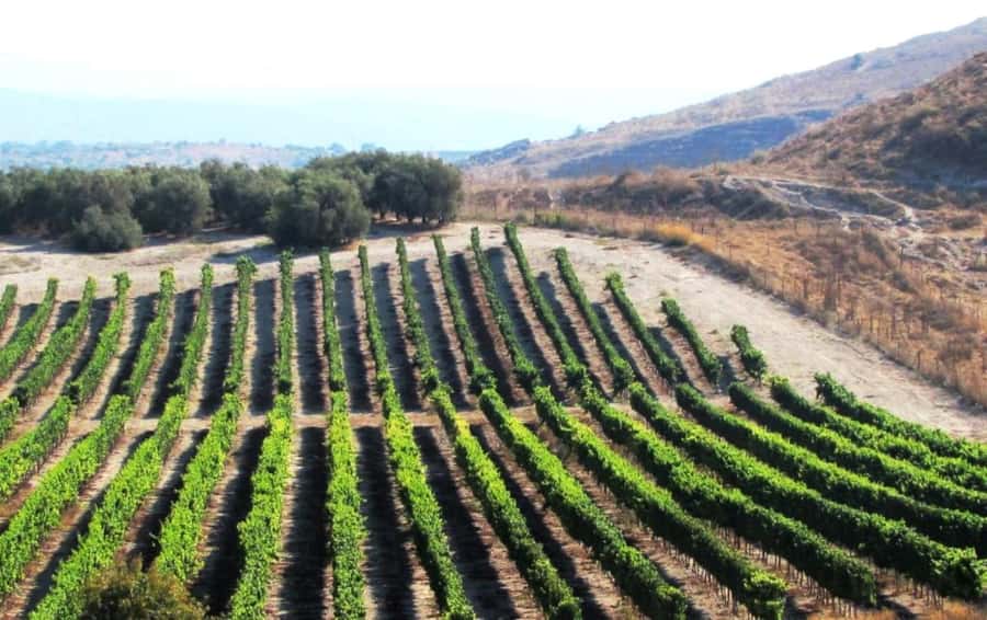 Wine Tour North of Israel from Tel Aviv - From Tel Aviv to the Galilee by private car