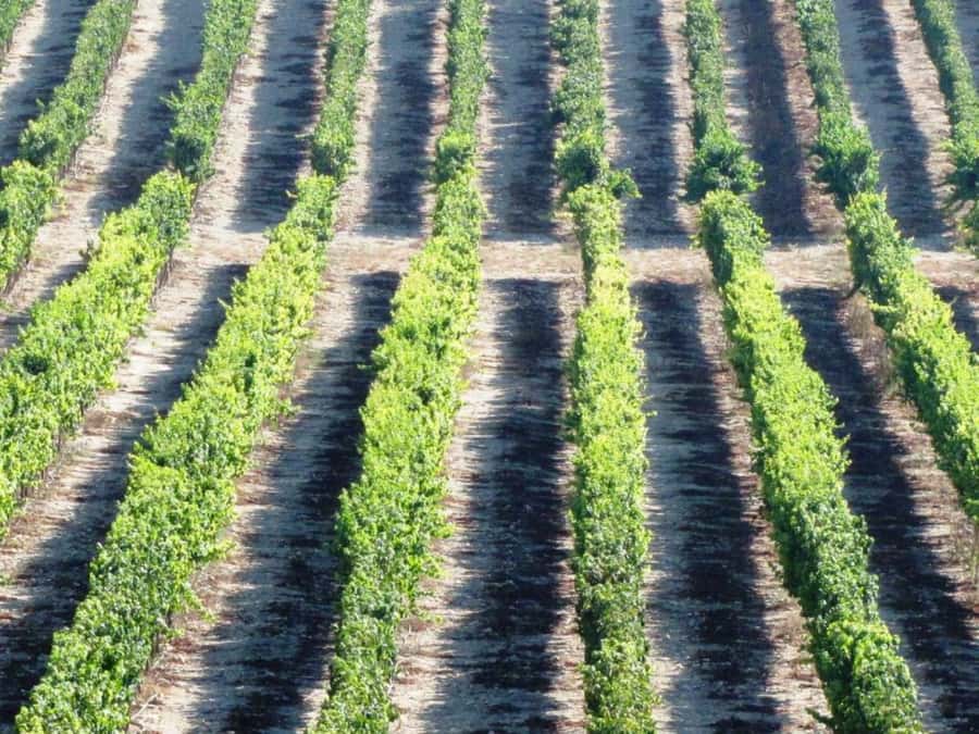 Wine Tour North of Israel from Tel Aviv - The first winery: begin with the region