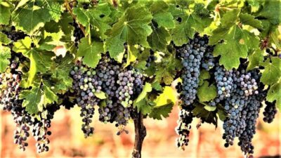Wine Tour North of Israel from Tel Aviv