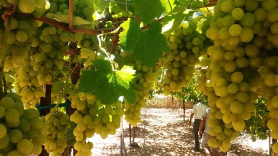 Wine Tour North of Israel from Tel Aviv - How the seven-hour schedule feels